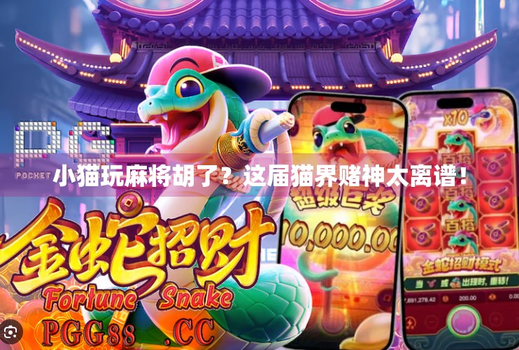 小猫玩麻将胡了?这届猫界赌神太离谱! 小猫玩麻将胡了?这届猫界赌神太离谱!